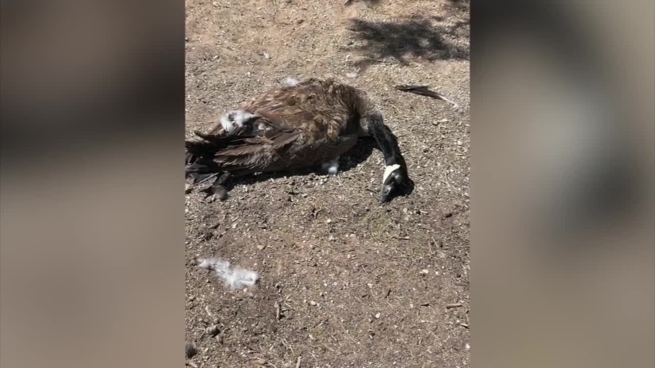 Spanish Trail residents outraged after geese injured, killed on golf course by management