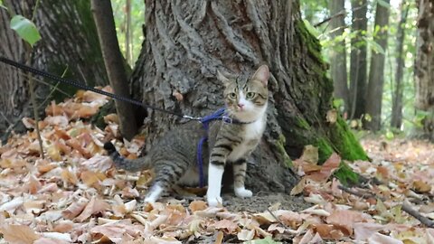 Cat Stopped to Rest under a Tree