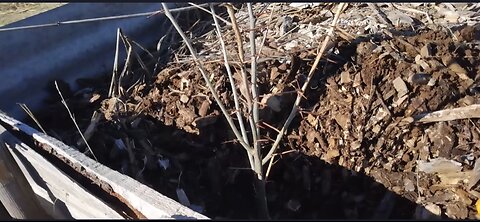 Invasive Mesquite Trees