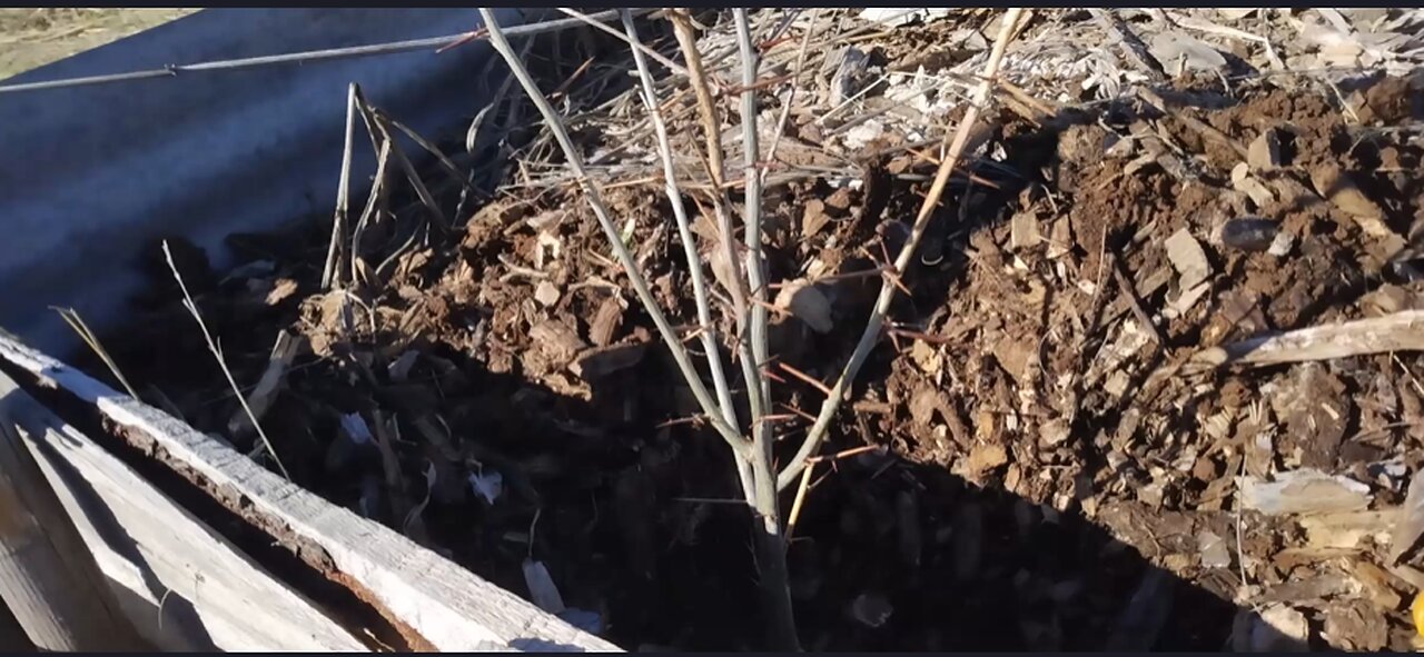 Invasive Mesquite Trees