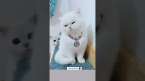 funny cat videos | cute cat videos| cute animals funny cats #shorts #shortsfunny #cutecat #funnycat