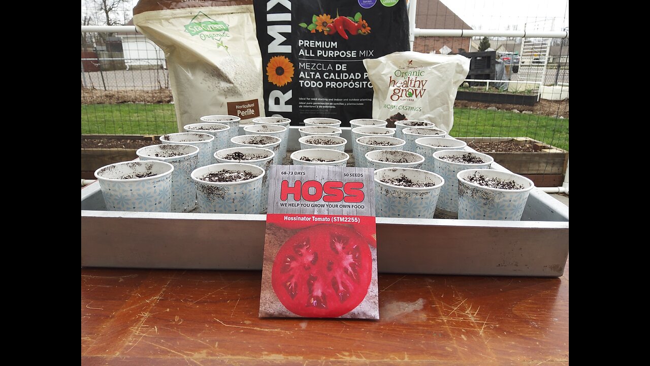 Hossinator Tomato Seedlings 4/3/24