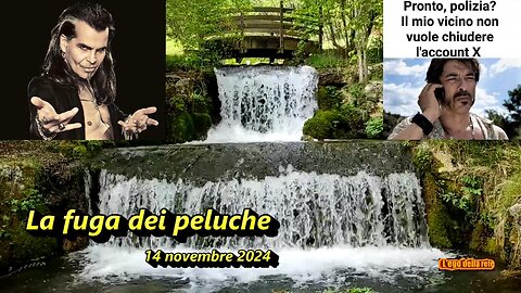 La fuga dei peluche - 14 novembre 2024