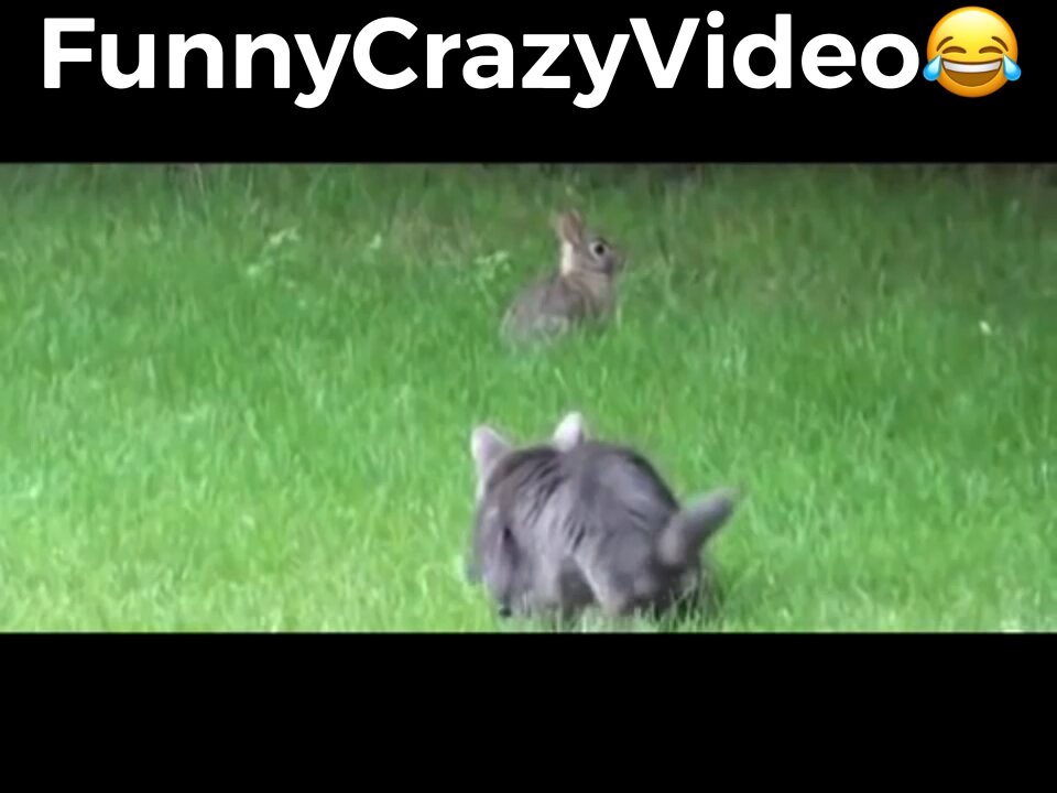 Mr FunnyCrazyVideo😂 Just Incredible Video Funny and Crazy #Like Follow for Follow 🥰