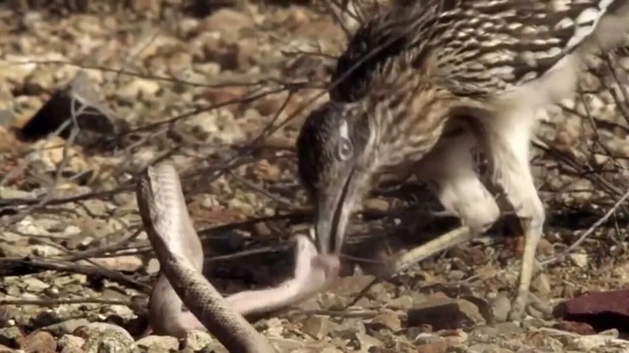 Roadrunner vs Rattlesnake