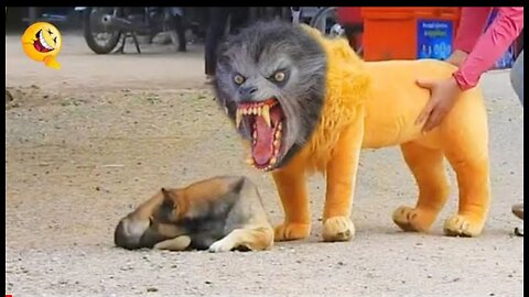 Troll Prank Dog funny & Fake Lion andFake Tiger prank to dog