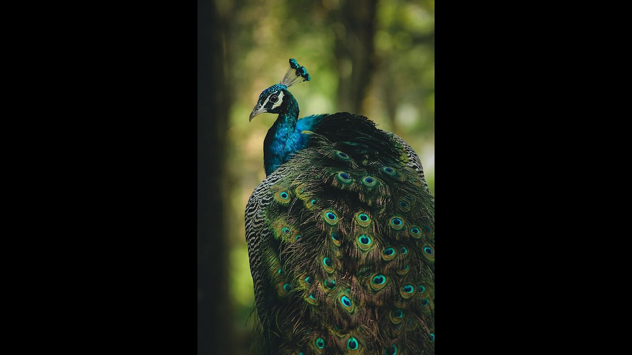 A Male Peacock Showing Off His Eye-Spotted Tail