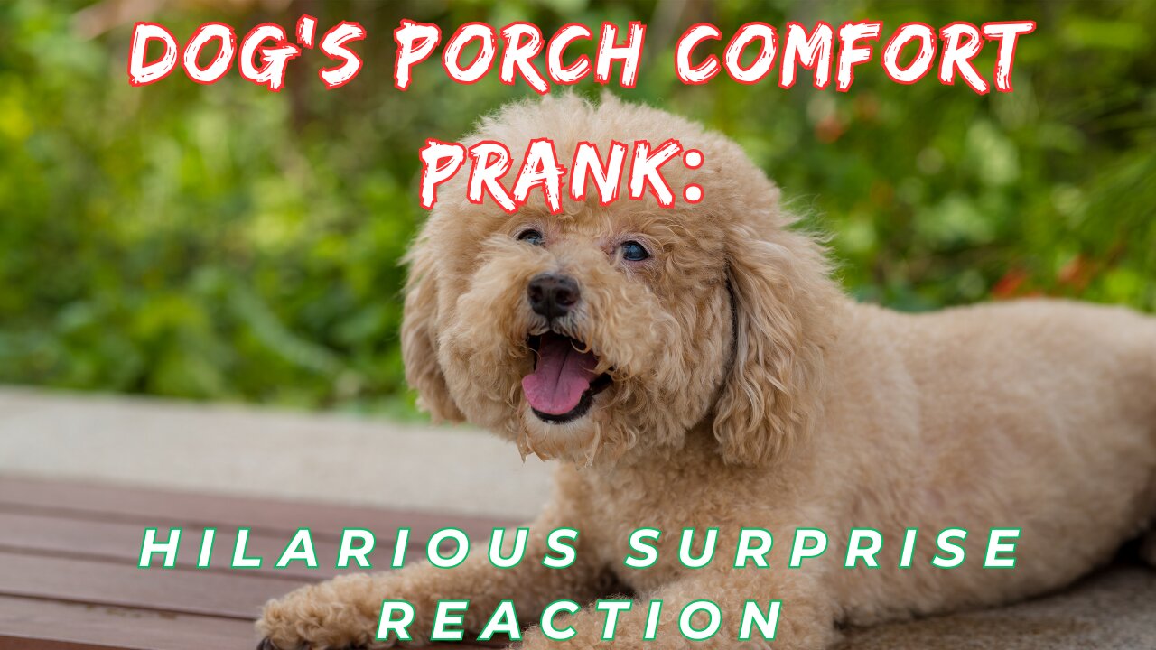 Hilarious Dog's Instant Porch Comfort Surprise!