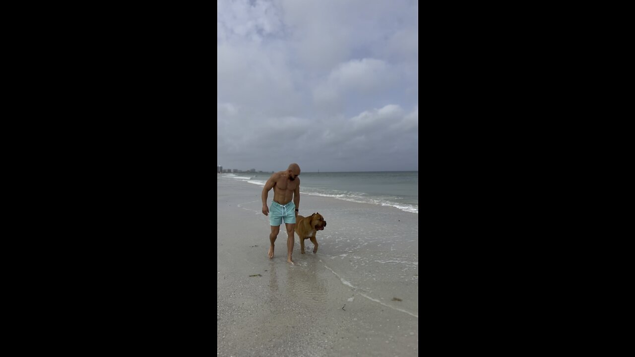 MASSIVE PitBull taking his morning beach stroll with his “old man” 🦁🥰😎