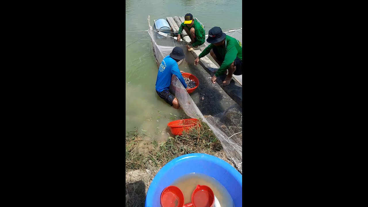 Harvesting howler fish fingerlings in Vietnam