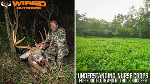 Understanding Nurse Crops For Food Plots and Big Buck Success