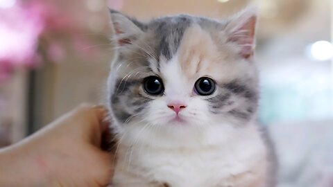 Hilarious Viral Cat Videos | Ultimate Funny Cats Compilation 2023