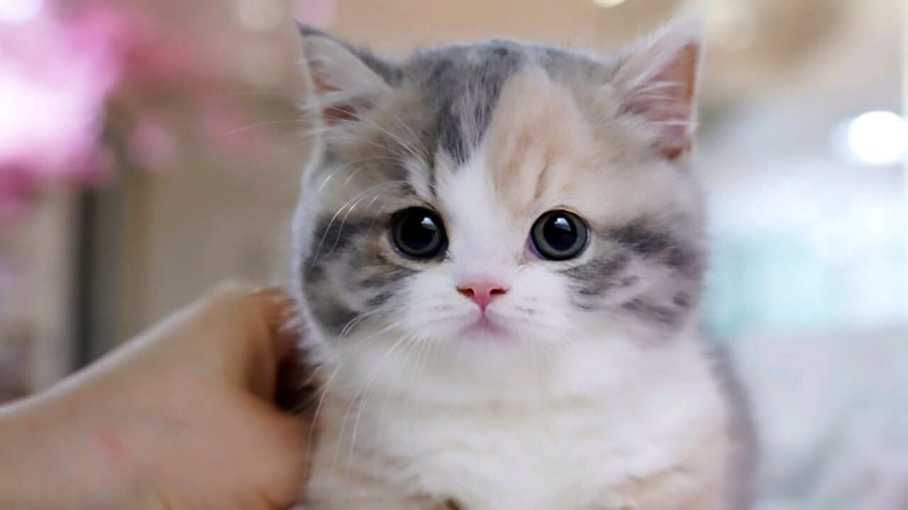 Hilarious Viral Cat Videos | Ultimate Funny Cats Compilation 2023