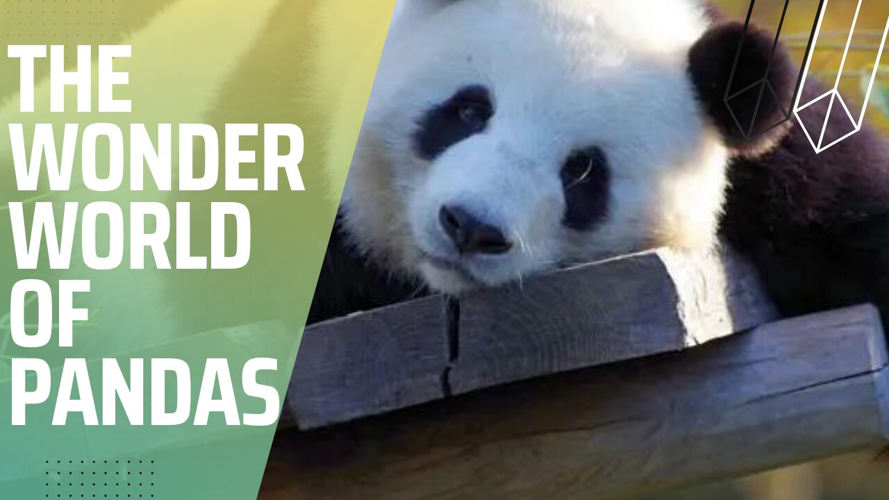 The Wonderful World of Pandas | fur&feather |#animalloversofinstagram