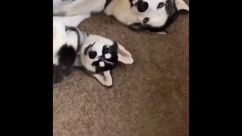 Show Them Your Angry Face