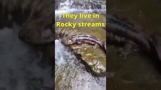 These Giant Salamanders Still Exist in the American Wilderness!!