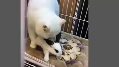 Kucing lucu