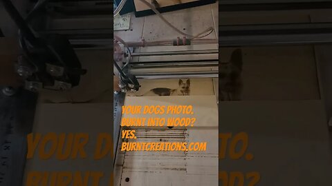 www.burntcreations.com #dog #goldenretriever #shitzupuppies #doglover #poodle #puppy