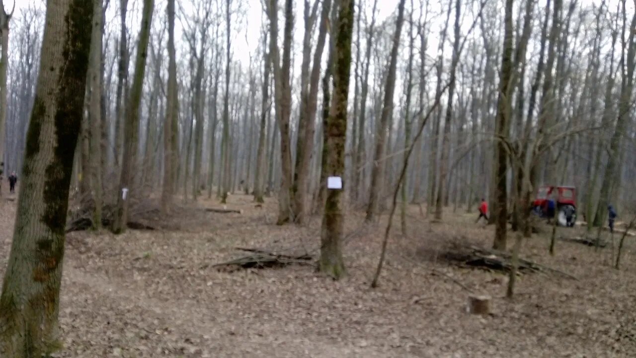 Pădurea Băneasa 2020 se taie într-o veselie