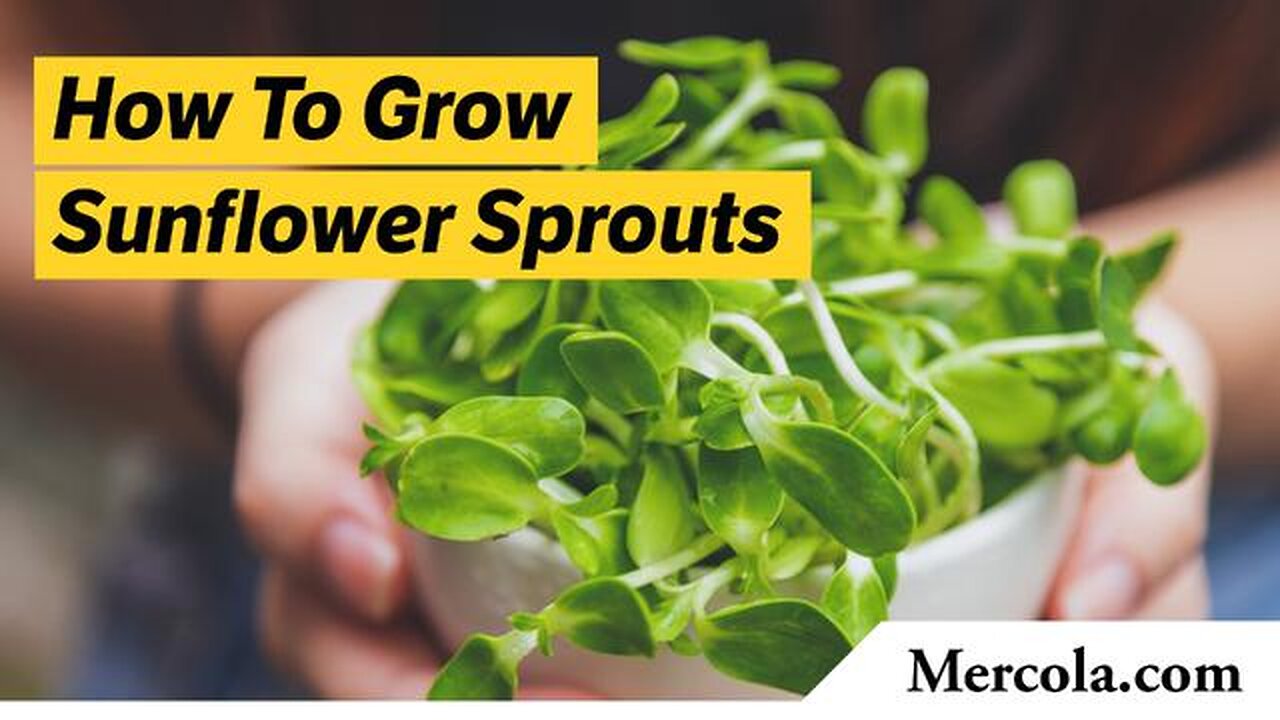 How to Grow Sunflower Sprouts