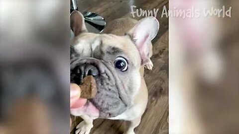 Funny Dogs, Cats and Animals Videos 🤩