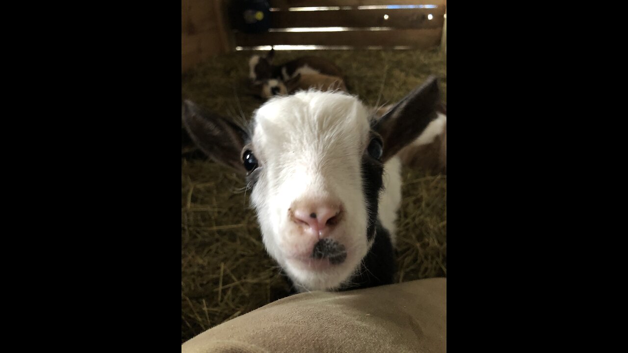 My Goats as Babies