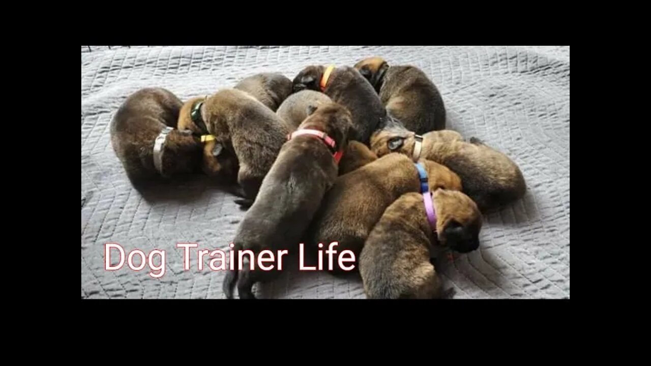 Dog Training - Dog Trainer Life. Dogs, Miles, We Rolling