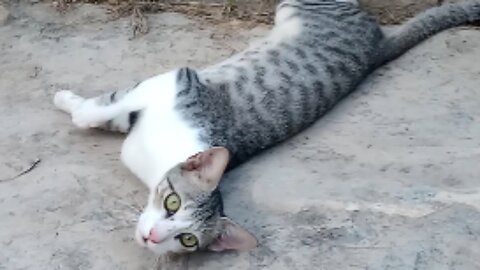 Cute cats hanging out 🐱😍
