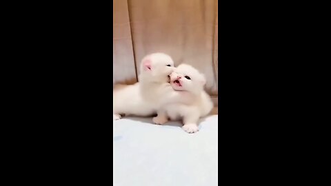 Animals cute creature of god