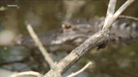 Alligator mating season is here — this is what you need to know