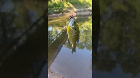 First fish of the day! Bluegill! #fishing #outdoors #nature