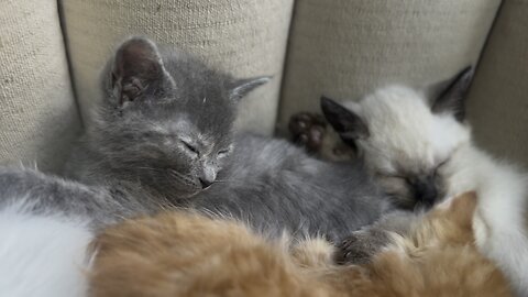 Vitas Felium : orange tabby cat and kittens on sofa