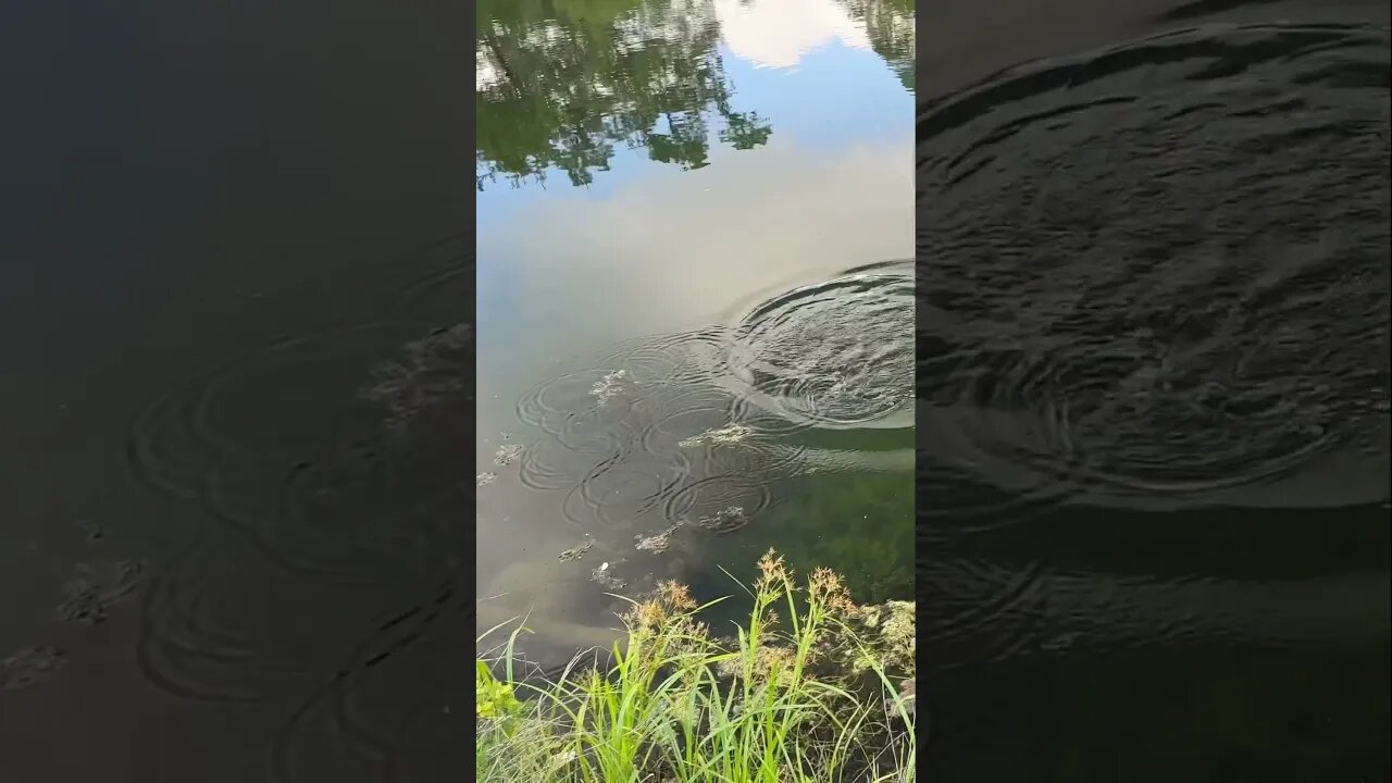 Small Bass vs. Big Bass…small Bass loses everytime! #flyfishing #bass #bassfishing #shorts #fishing