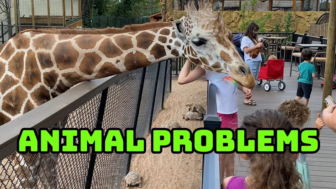 Animal Problems