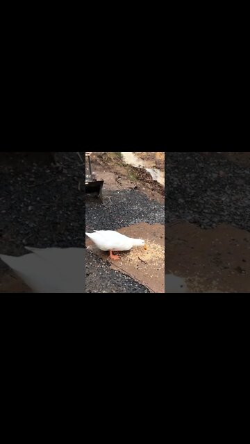 Little duck gobbles food during flood