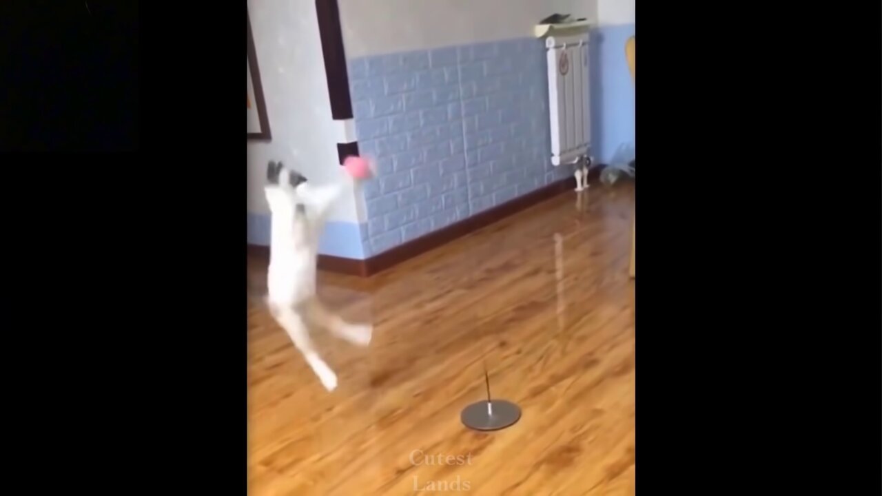 Best of YouTube: ๐Cute And Funny Pets | Try Not To Laugh To These Pets Compilation #7๐ Cutest Lands