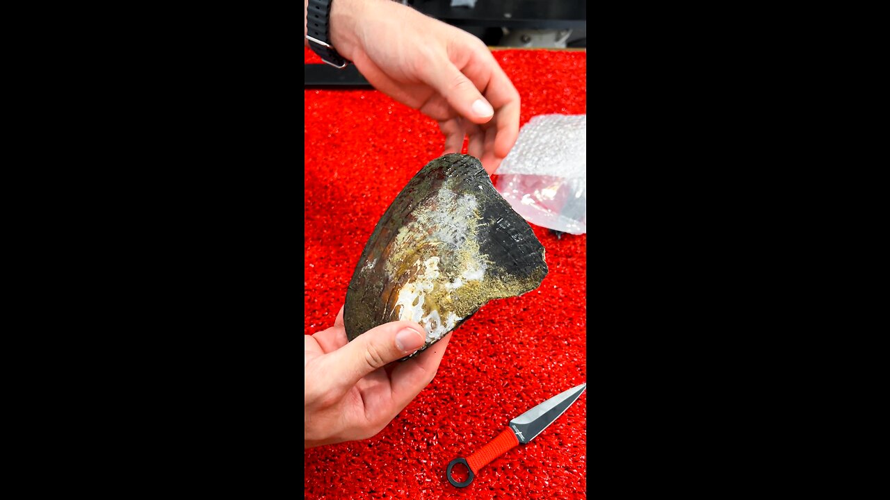 SHORT WOW! I found a rare OYSTER full of pearls!!! 🐚🤯