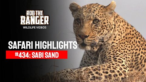 Safari Highlights #434: 10 - 12 September 2016 | Sabi Sand Wildtuin | Latest Wildlife Sightings