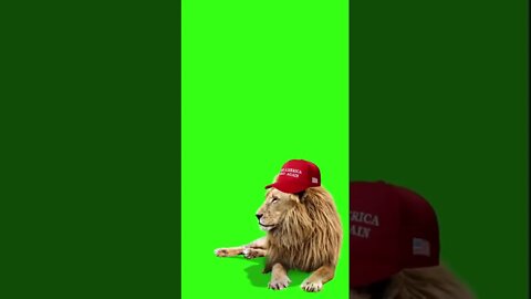 LIONS NOT SHEEP GREEN SCREEN