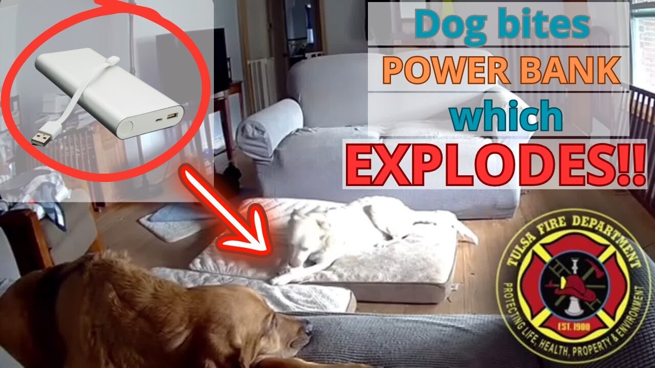 Dog Bites Power Bank: Explosion and Fire Devastate the House