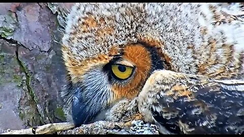 A Naptime Super Close-up 🦉 4/16/22 12:42