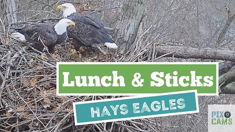 Hays Eagles Dad brings food to the nest, Mom claims it 2021 12 23 1236