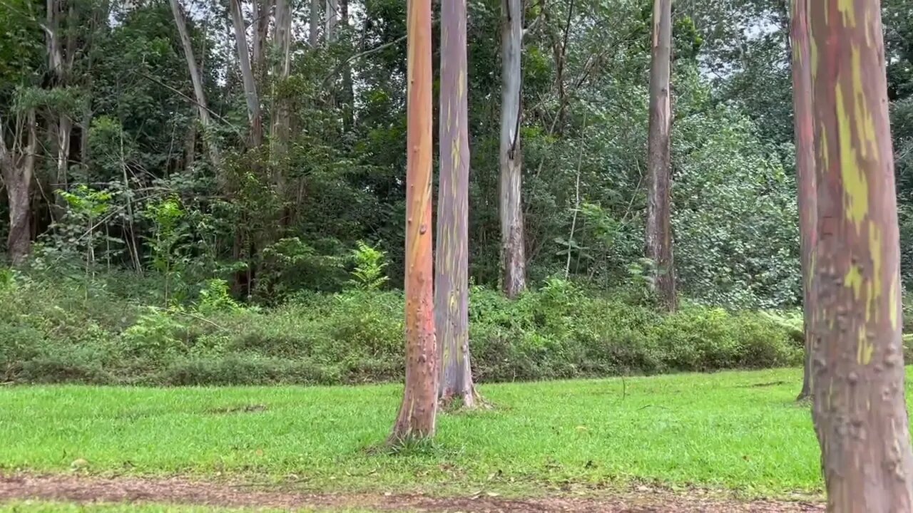 Rainbow Eucalyptus trees at the Keahua Arboretum Park at Kauai, Hawaii.