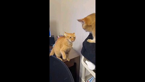 cat funny video