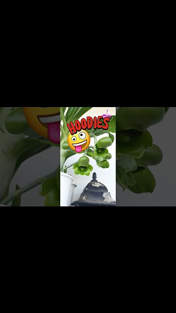 😱 ImposTHOR! 🤯 Who ARE you? 🤔 Two different Blooms? 🤪 Same orchid? 😜 #ninjaorchids #shorts