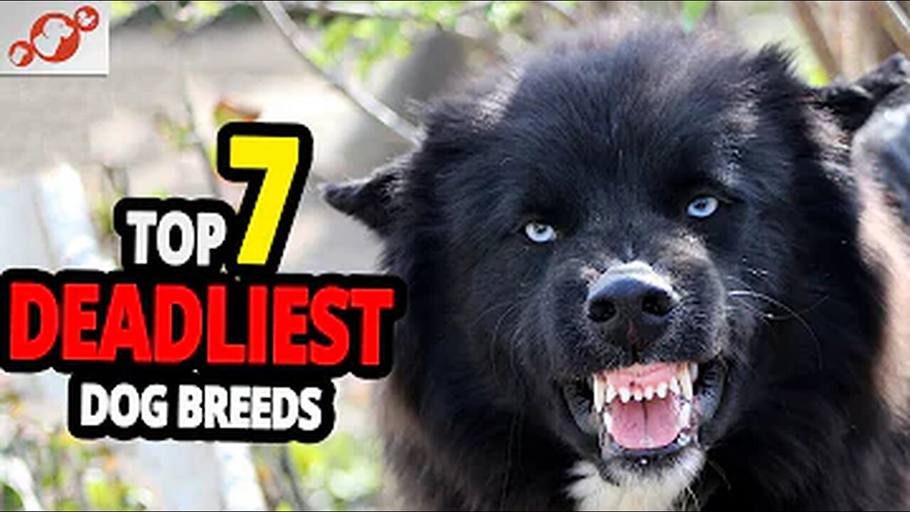 🐕 Deadliest Dogs – TOP 7 Deadliest Dog Breeds In The World!