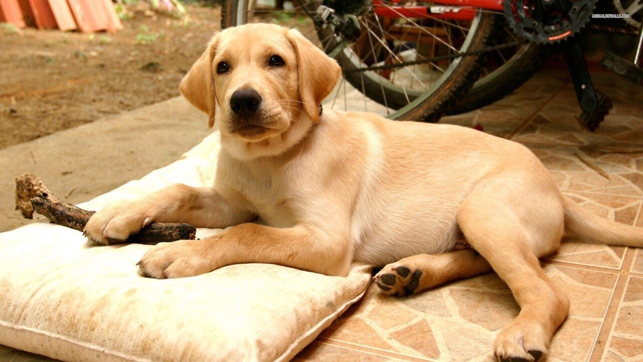 Labrador Puppy Training and Care || Learning About DOGS || Ajay's Galactic World ||