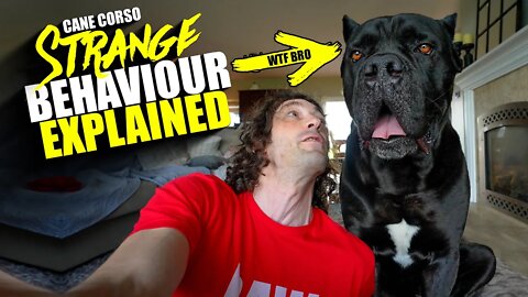 STRANGEST Cane Corso Behavior Explained