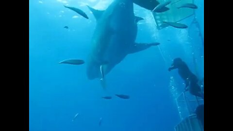 Biggest Great White Ever Recorded
