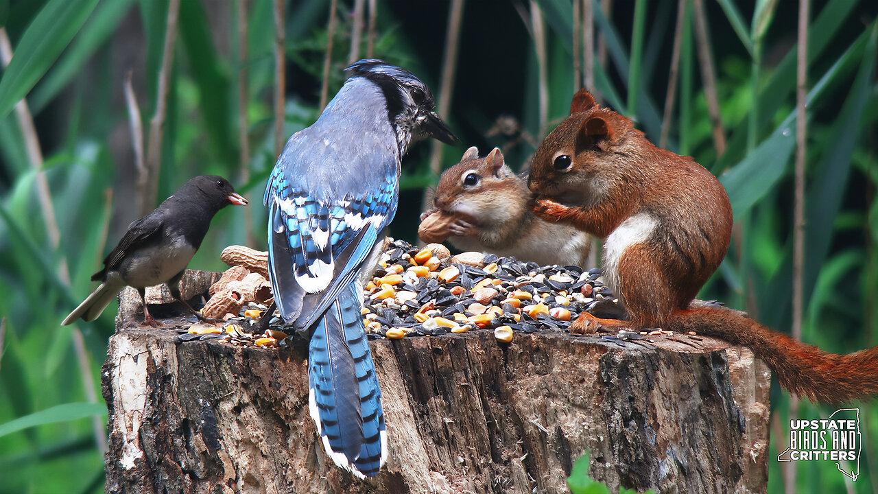 Cat TV 🐱 Dog TV 🐶 Upstate Birds And Critters: Ep 298— 062124